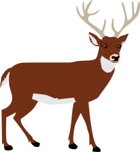 Moose, elk PNG-66244